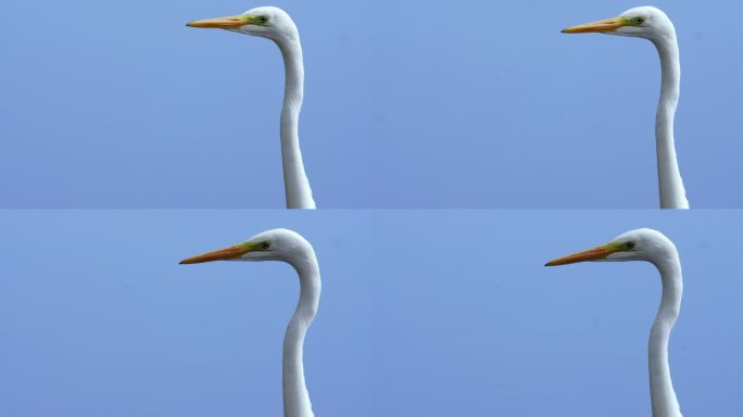 大白鹭，白背鹭，特写侧影。背景是蓝色的水。高品质4k画面