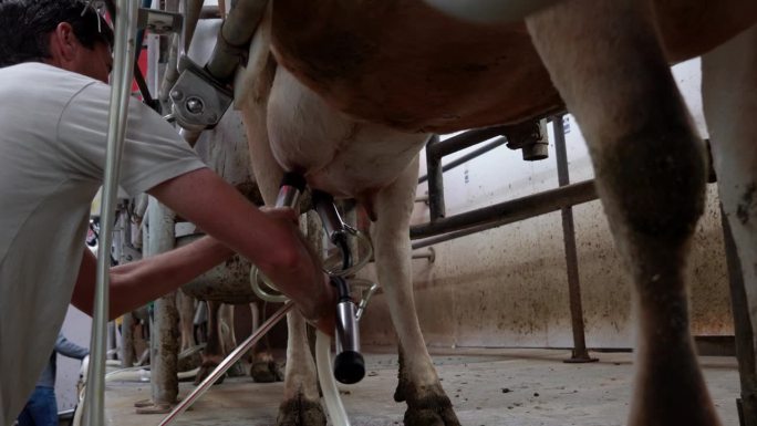 一个功能齐全的挤奶设施位于有机奶牛场的核心。这位农民和他勤劳的女雇工合作得天衣无缝，带着喜悦的期待把