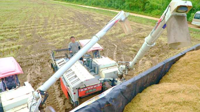 机械收割水稻 农民丰收