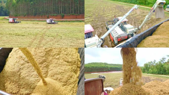 机械收割水稻 农民丰收
