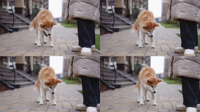 可爱的毛茸茸的红白相间的秋田犬和一个不认识的女人站在人行道上吃东西。毛茸茸的纯种家养狗和主人在城市户