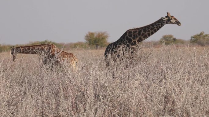 纳米比亚自然公园里，两只安哥拉长颈鹿在咀嚼手机骨头以摄取矿物质