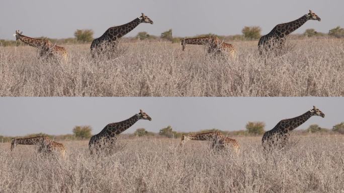 纳米比亚自然公园里，两只安哥拉长颈鹿在咀嚼手机骨头以摄取矿物质
