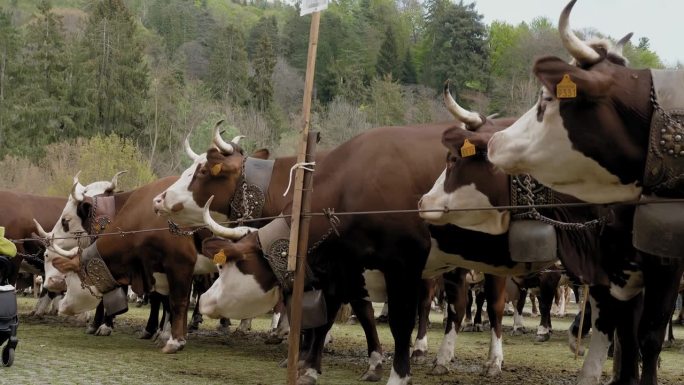 高山奶牛。农业。饲养高山奶牛。吃得好、打扮得好的高山母牛、公牛和小牛，脖子上挂着铃铛，在展览会上，在