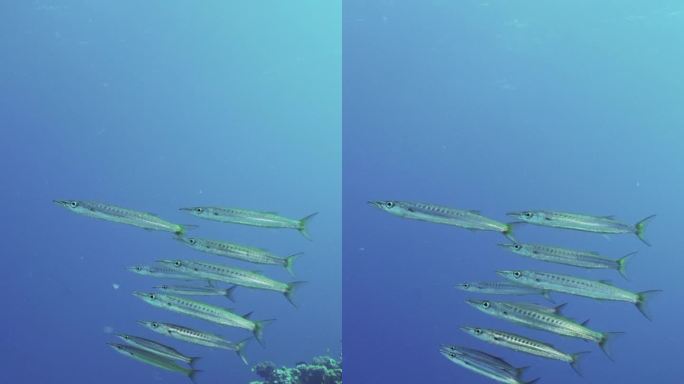 一群黄尾梭鱼在蓝色的海水中游过珊瑚花园的特写，慢动作