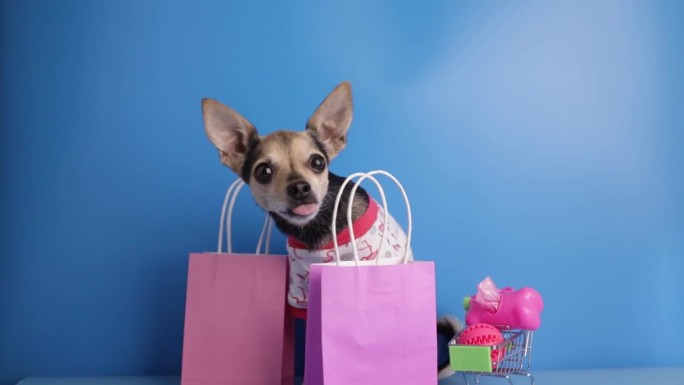 狗狗店，宠物配件，动物购物，快乐的狗狗用购物车装宠物用品和购物袋