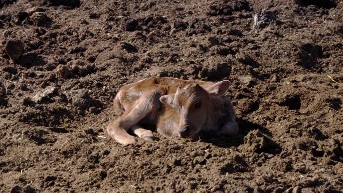 刚出生的小牛，只有一个小时大，被细心的年轻农场工人轻轻地抱起来喂养和清洁。
