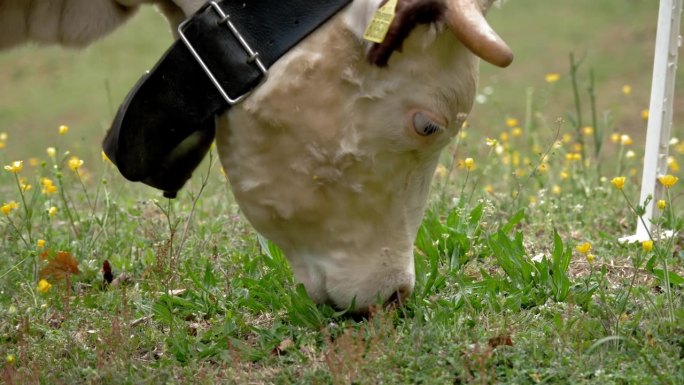 牛吃草。牛在吃草。吃得好、打扮得好的高山奶牛、公牛和小牛，脖子上戴着铃铛，在鲜花盛开的草地上吃草，咀
