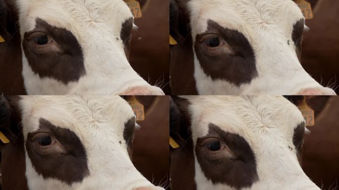 牛。特写镜头。牛的脸。悲伤的牛眼。许多苍蝇围着母牛的口鼻飞。饲养高山奶牛。畜牧业。农业。