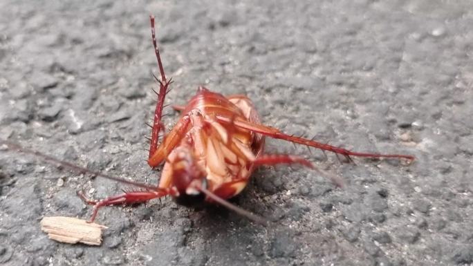 天的蟑螂城市蟑螂灭蟑害虫甲虫黑鳗