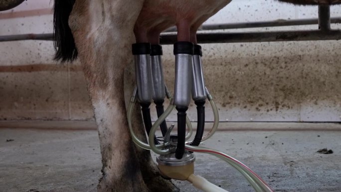 在有机奶牛场的小型挤奶设施的宁静氛围中，协同作用至高无上。农夫和他熟练的女农工无缝地把奶牛牵到挤奶站
