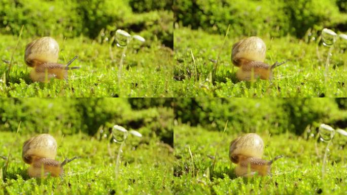 夏日 草地 蜗牛 阳光 11