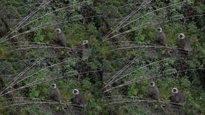 尼泊尔灰叶猴跑进灌木丛