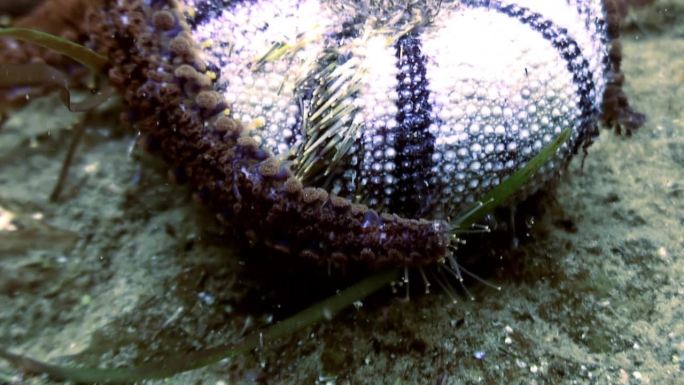 (特写)日本海水下的海胆成为海星的食物。