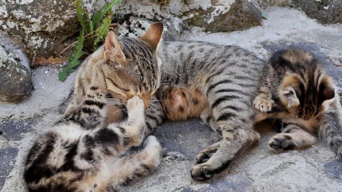 一只成年孟加拉猫妈妈和两只孟加拉虎斑猫幼崽在石头乡村上嬉戏。这只猫又舔又咬，很爱地和它的孩子玩耍。最