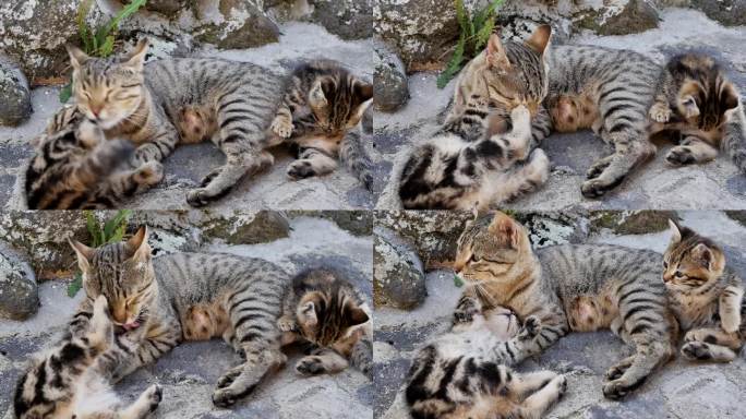 一只成年孟加拉猫妈妈和两只孟加拉虎斑猫幼崽在石头乡村上嬉戏。这只猫又舔又咬，很爱地和它的孩子玩耍。最