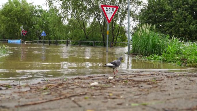 由于沿河的自行车道被淹没，水面上只能看到道路标志。就在你面前，有一只鸽子在四处游荡，寻找食物。