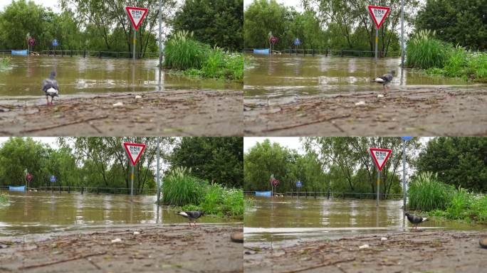 由于沿河的自行车道被淹没，水面上只能看到道路标志。就在你面前，有一只鸽子在四处游荡，寻找食物。