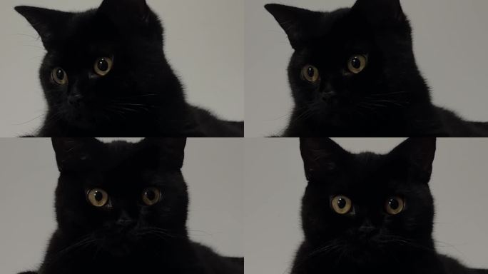黑猫宠物猫玄猫纯黑英短猫萌宠纯黑色小猫咪