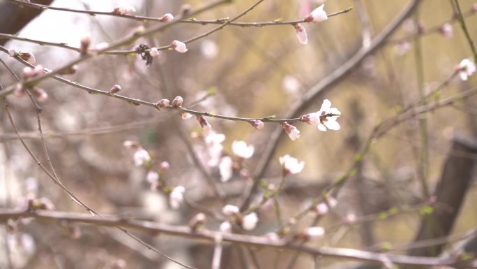 初春 春天 发芽 含苞待放 花骨朵 新芽