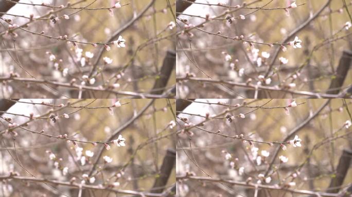 初春 春天 发芽 含苞待放 花骨朵 新芽