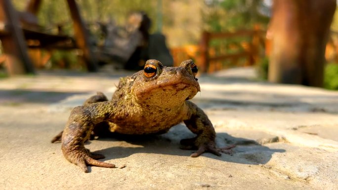 大青蛙在阳光下晒太阳
