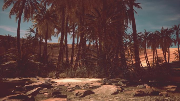 棕榈树在沙漠里的沙丘