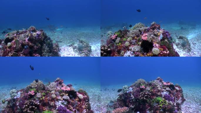 潜水爱好者涌向巴厘岛，见证令人难以置信的珊瑚多样性。