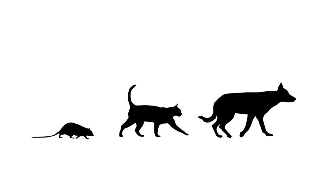 有狗、猫和老鼠的动画