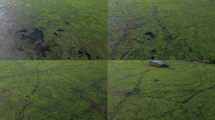 属自由漂浮的水生植物，在池塘表面覆盖着一层绿色。岸边的石头可以用无人机参观，湖面上的低空飞行可以拍摄