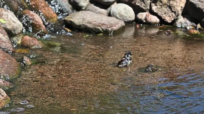 麻雀在城市公园的喷泉里洗澡以避暑。