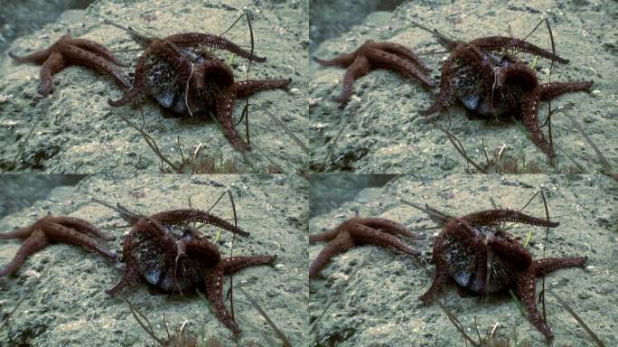 一群海星在日本海底吃海胆。