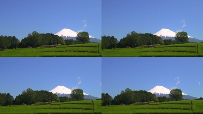 绿茶种植园和富士山/小渊Sasaba，静冈县