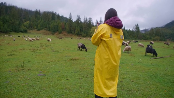 后景:身穿黄色雨衣的年轻女子正在拍摄牧场上吃草的羊。好奇的高加索游客在山间草地上拍摄动物。影院4k 