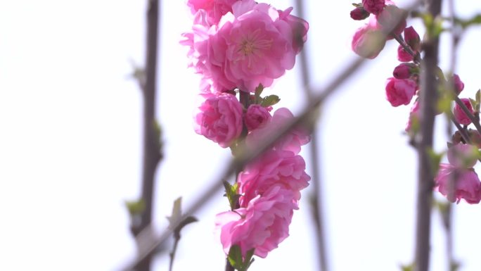 初春 春天 发芽 含苞待放 花骨朵 新芽