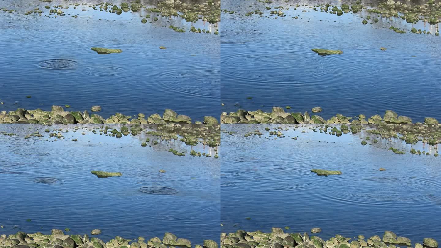 在济州岛月大川下游，鱼儿跃出水面