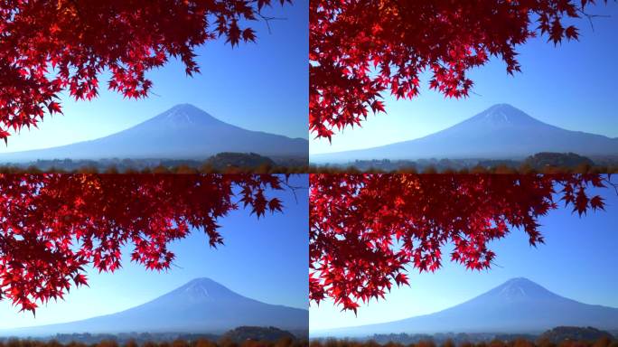 清晨的枫叶和远处的富士山