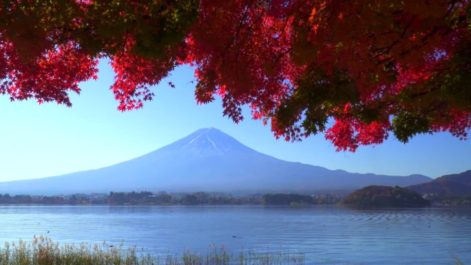 川口湖畔的深红枫叶和富士山