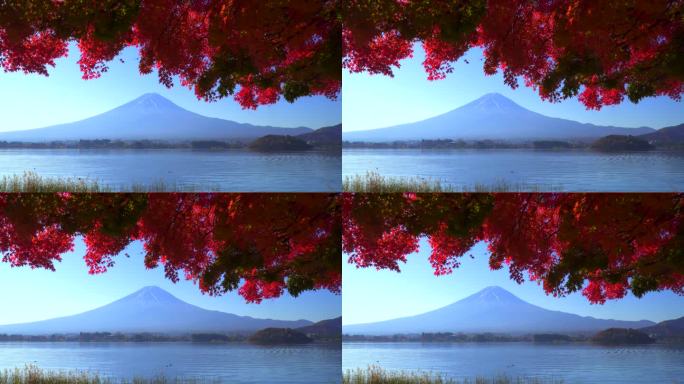 川口湖畔的深红枫叶和富士山