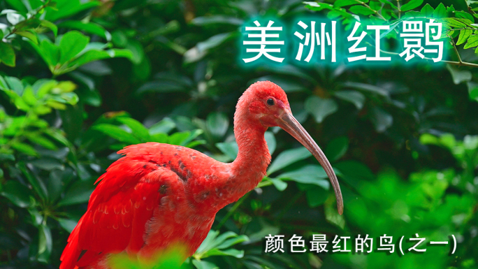 美洲红鹮鸟类野生动物颜色最红的鸟