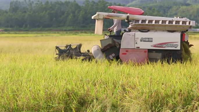 现代化农业 水稻收割机实拍