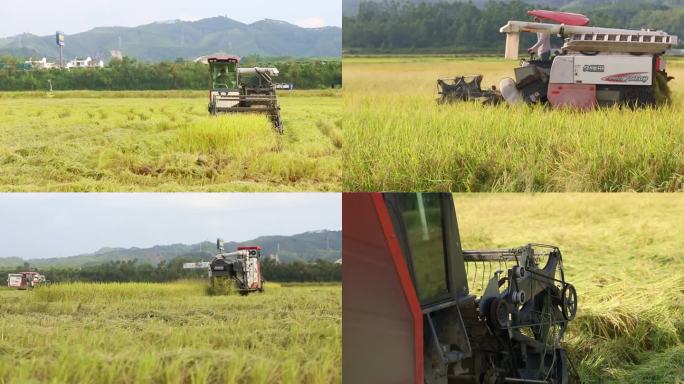 现代化农业 水稻收割机实拍
