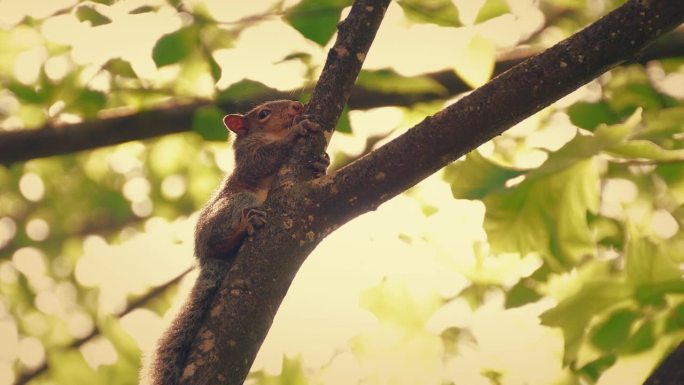 日落时松鼠在树枝上休息