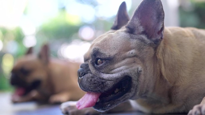 法国斗牛犬喘着粗气躺在阳光明媚的夏日。