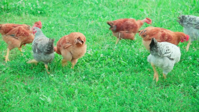 家鸡在农家后院啃绿草。