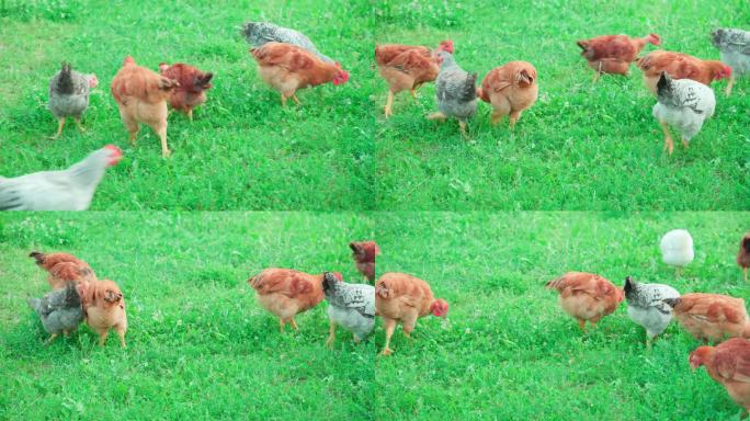 家鸡在农家后院啃绿草。