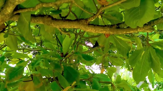 大尾白嘴鸦栖息在植物树上。