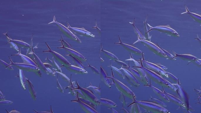 一群蓝色燧发枪鱼在晚上吃浮游生物，慢动作