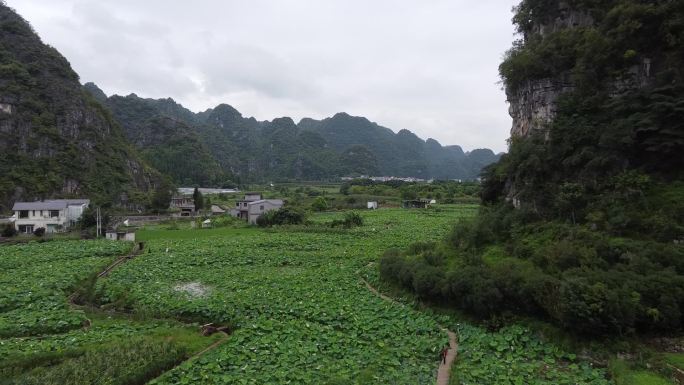 航拍贵州兴义布依族纳灰村田园荷花风光