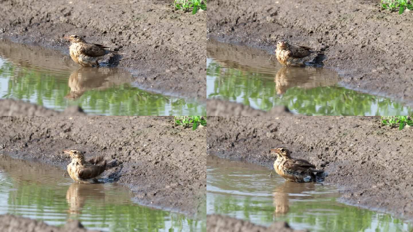 茶色的鸟在洗澡，Anthus campestris